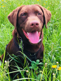 Pumba